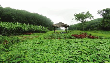 wiwa organic farming